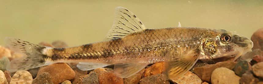 Felpillantó küllő